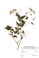 藏品(田代氏澤蘭)的圖片
